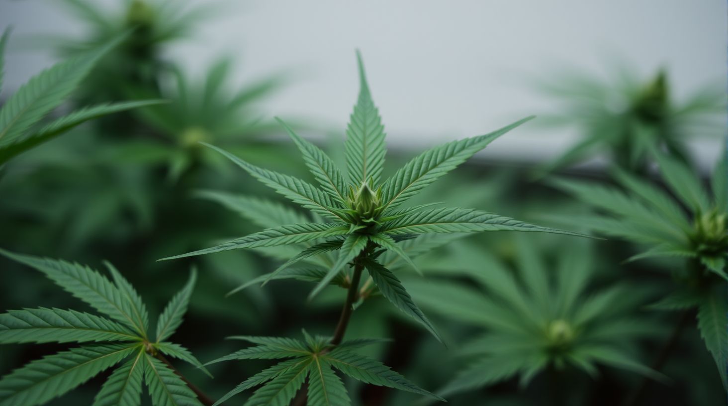 Optimale Lichtverhältnisse für Cannabisanbau